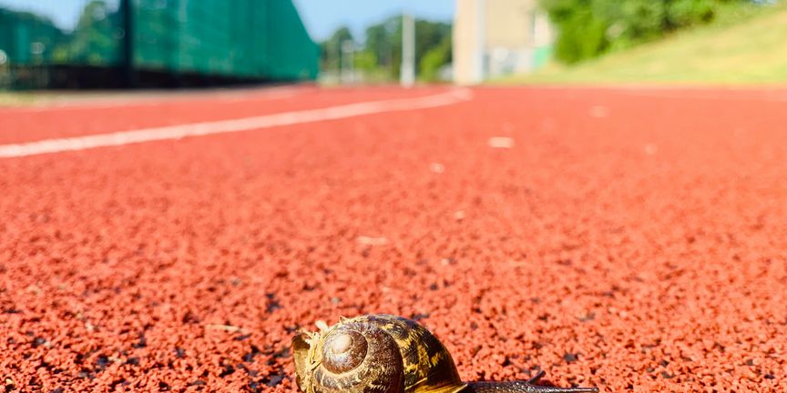 Slak die over een rode atletiekbaan kruipt, van dichtbij en laag gefotografeerd, met de baanlijnen wazig op de achtergrond.