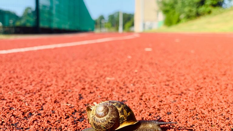 Slak die over een rode atletiekbaan kruipt, van dichtbij en laag gefotografeerd, met de baanlijnen wazig op de achtergrond.