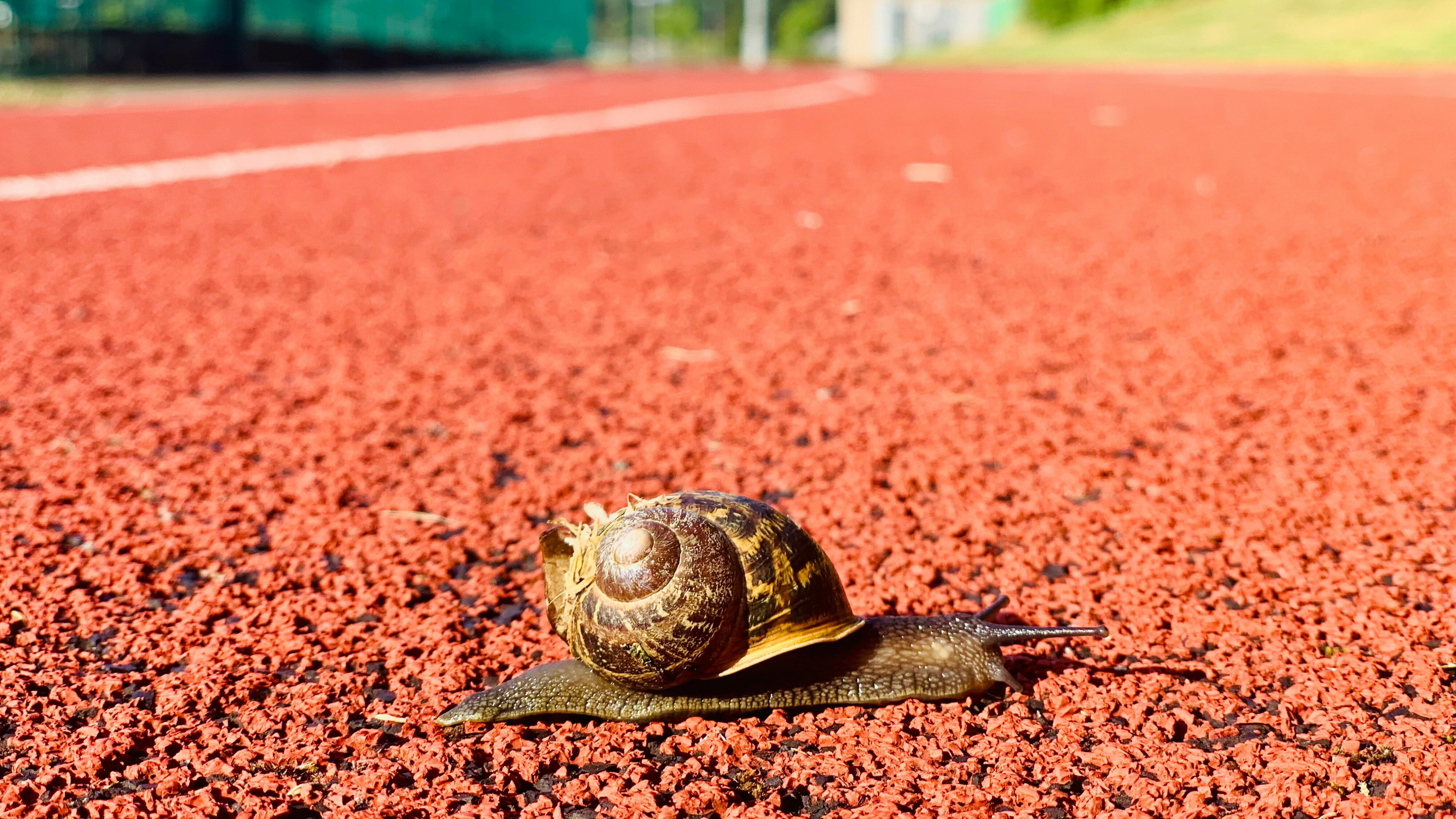 Slak die over een rode atletiekbaan kruipt, van dichtbij en laag gefotografeerd, met de baanlijnen wazig op de achtergrond.